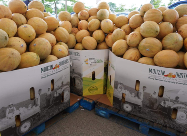 Cantaloupe